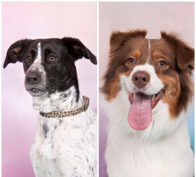 Picture of two therapy dogs, a black and white hound mix (left) and a brown and white Australian Shepherd (right).