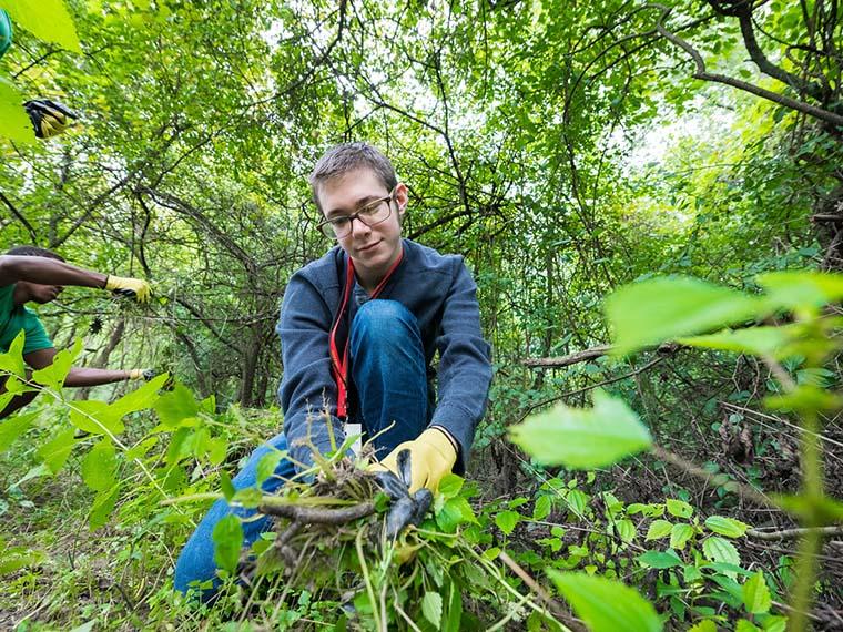 student removing invasive plants.