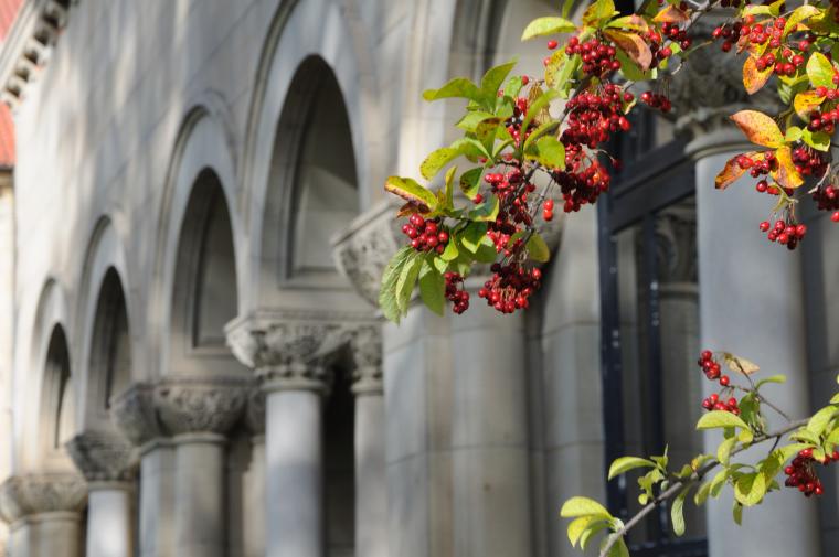Berries on a branch in front of stone arches and columns