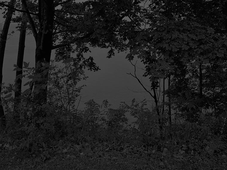 Silhouette of trees and shrubs in a wooded area presents a striking contrast to the solid, lighter background. (Black and white photograph.)