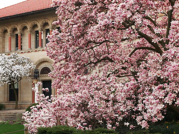 Cox building with spring flowering tree