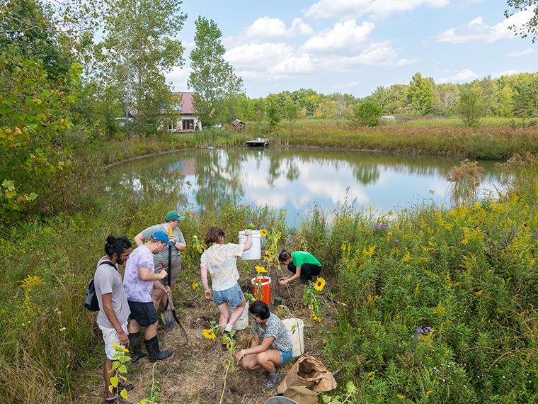 Students work in a sunflower field by a small pond.