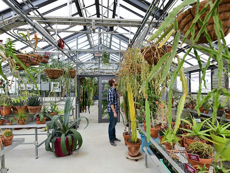 Interior of Oberlin's greehouse located in the Science Center