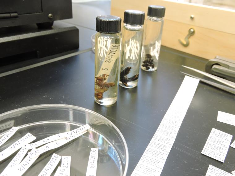 Bugs stored in jars with numeric labels