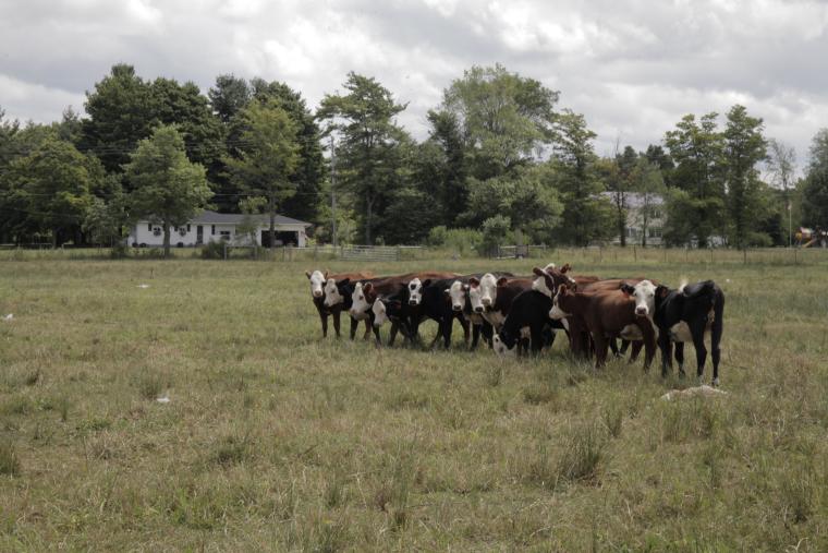 Cows in a field