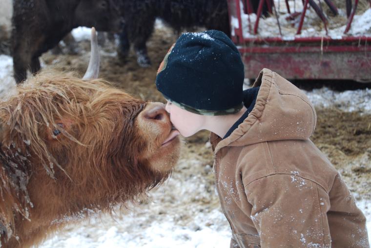 A child kisses a cattle