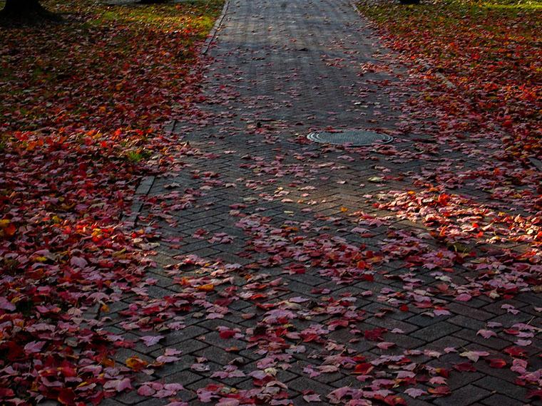 pathway with fall leaves.