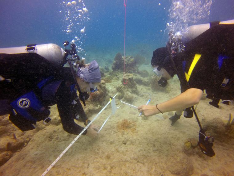 Divers with air tanks examine a coral reef.