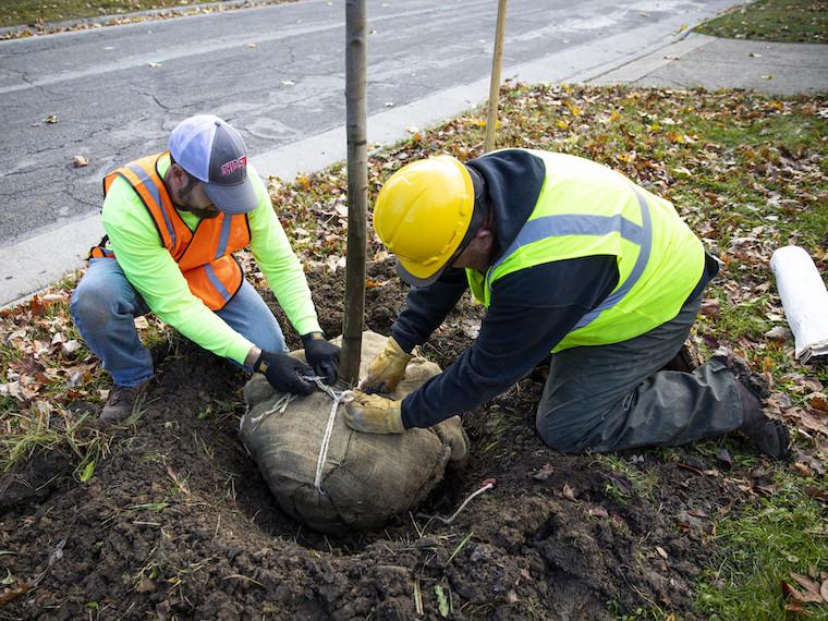 Two landscape workers plant a tree.