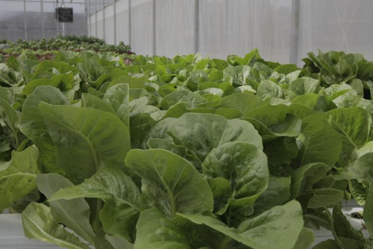 Lettuce growing in a greenhouse.