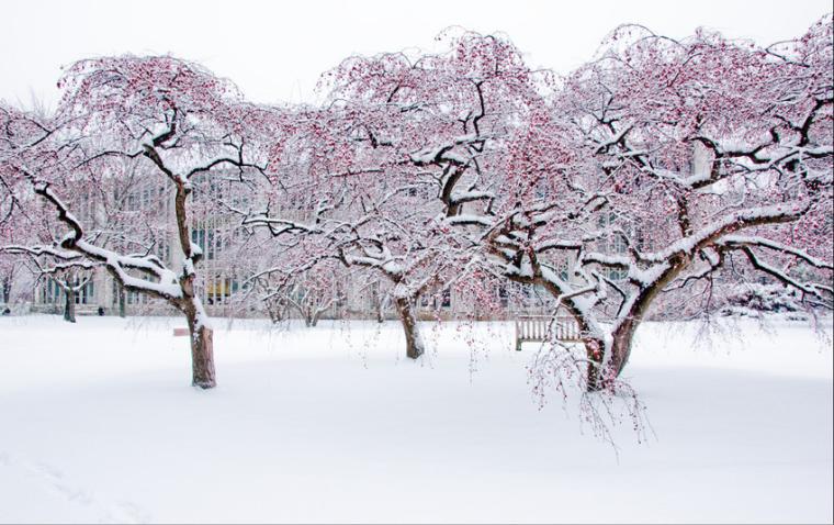 Snow-covered trees in front of a college building