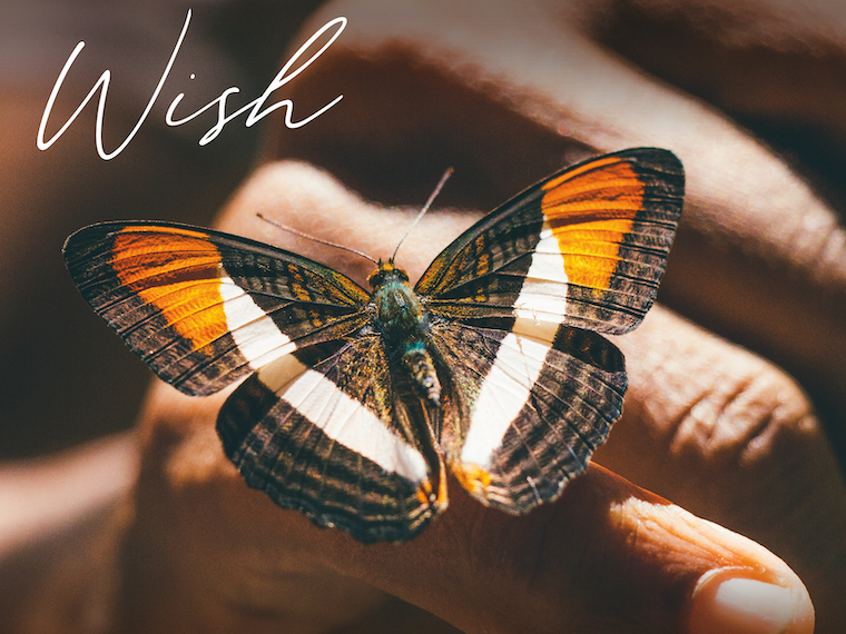 hand with butterfly resting on index finger