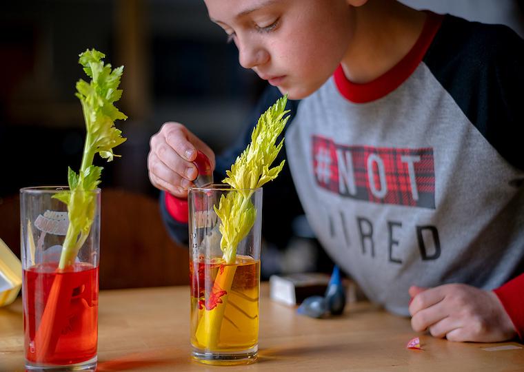 A child drops red dye into a glass with water and a celery stick.