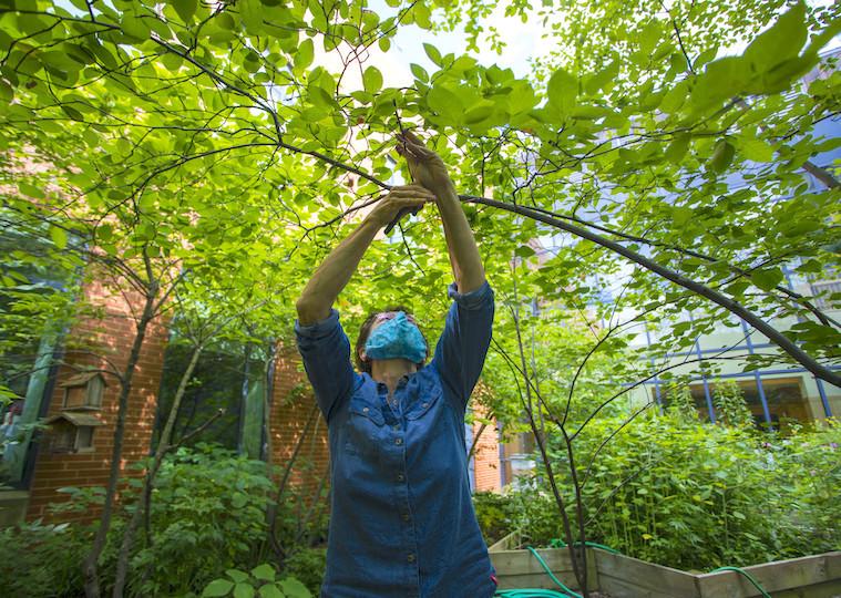 A woman reaches up and prunes a tree branch.