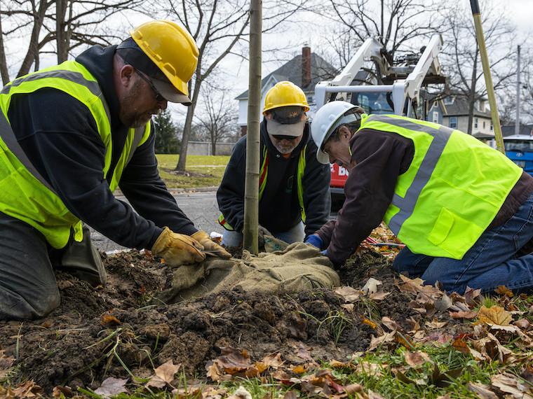 Three workers plant a small tree.