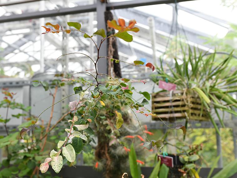 Hanging plants in the Oberlin Science Center greenhouse.