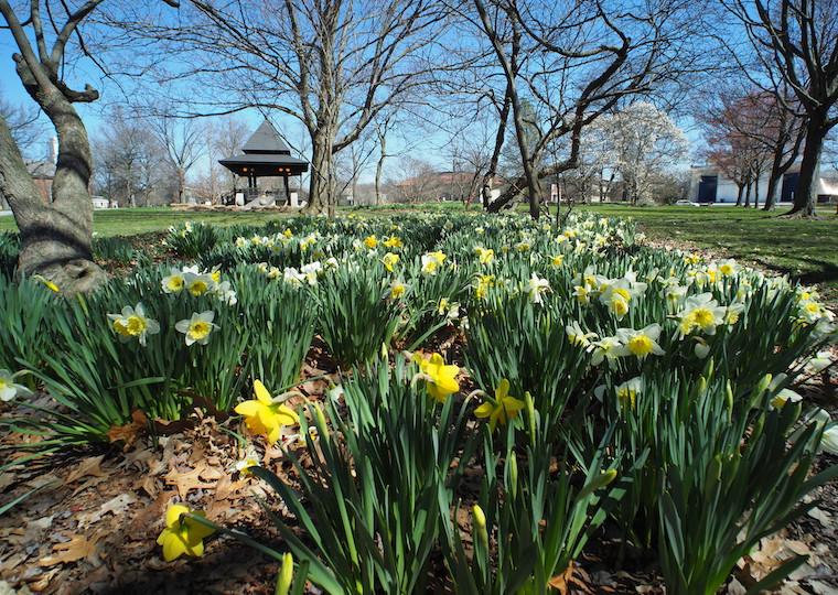 A crop of daffodils in a park.