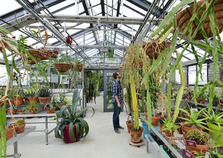 A students looks at plants in a greenhouse