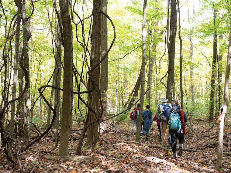 A group walks through a woody park.