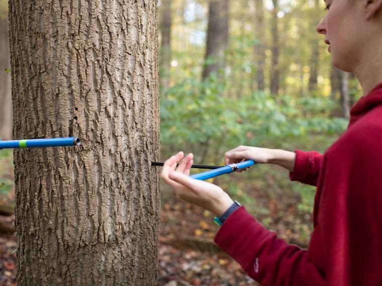 A student cores a tree with a long instrument.