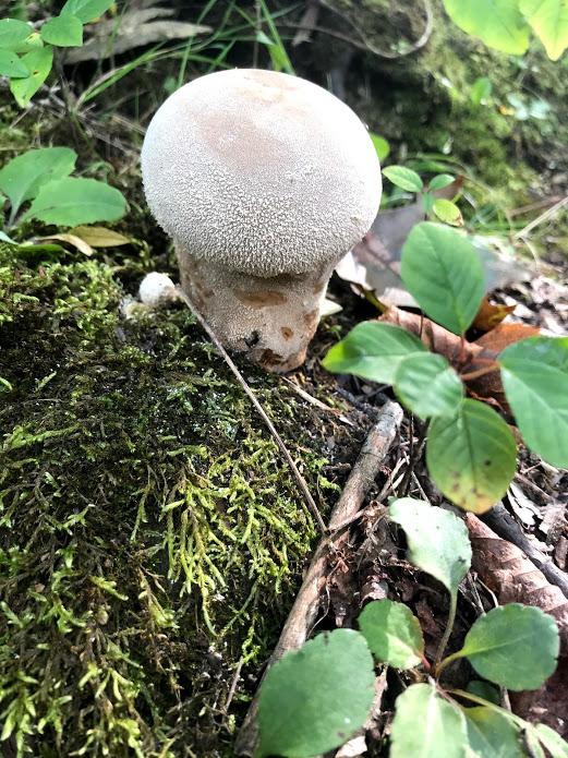 A mushroom on a forest floor.